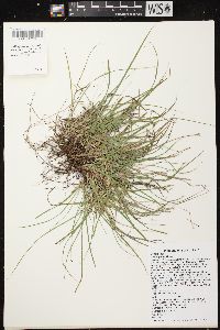 Carex peckii image