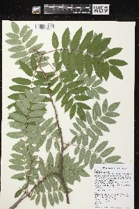 Sorbus aucuparia image