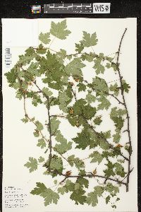 Ribes cynosbati image