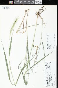 Elymus villosus var. villosus image