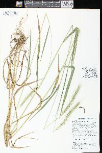 Elymus villosus image