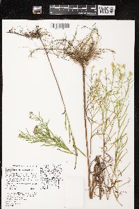 Euthamia tenuifolia image