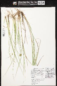 Carex viridula image