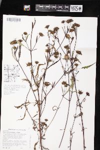 Bidens connata image