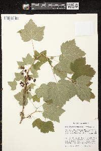 Ribes hudsonianum image