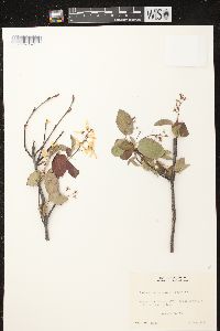 Amelanchier sanguinea image