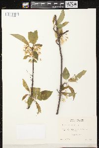 Prunus pensylvanica image