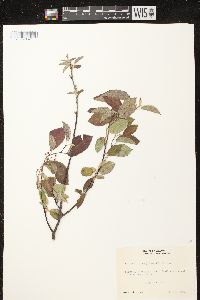 Amelanchier sanguinea image