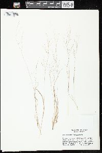 Panicum flexile image