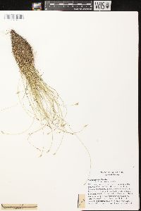 Carex leptalea subsp. leptalea image