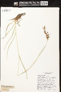 Scirpus pendulus image