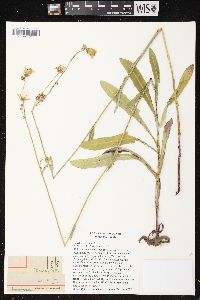 Sonchus arvensis image