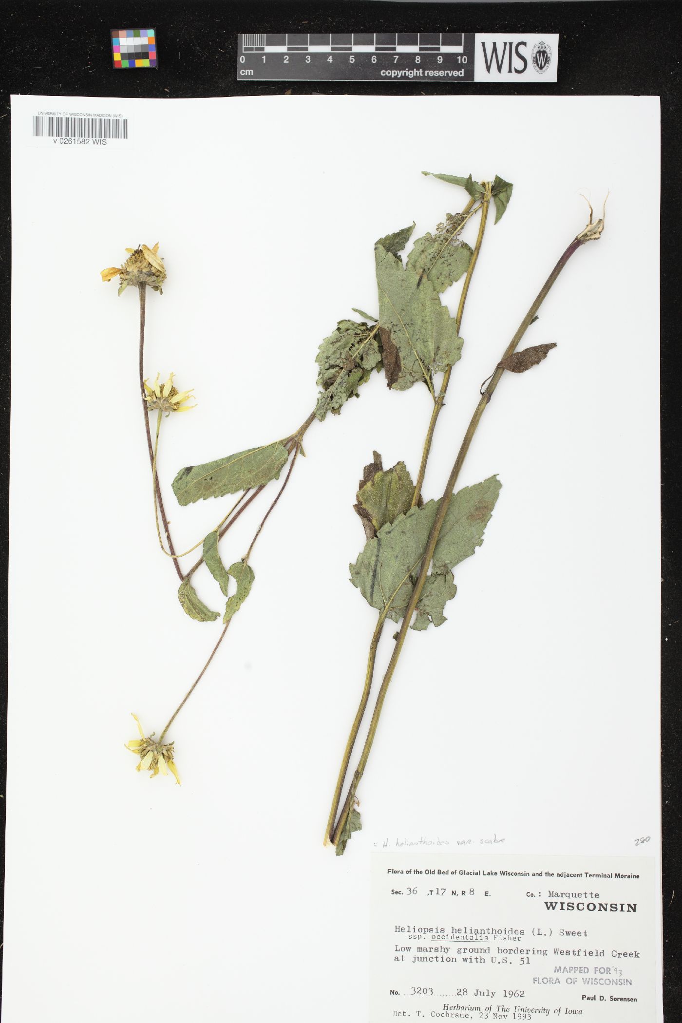 Heliopsis helianthoides var. scabra image