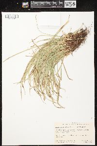 Carex pedunculata image