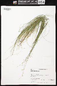 Carex disperma image