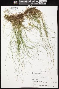 Carex disperma image