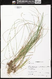 Carex canescens image