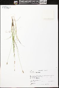 Carex crawfordii image