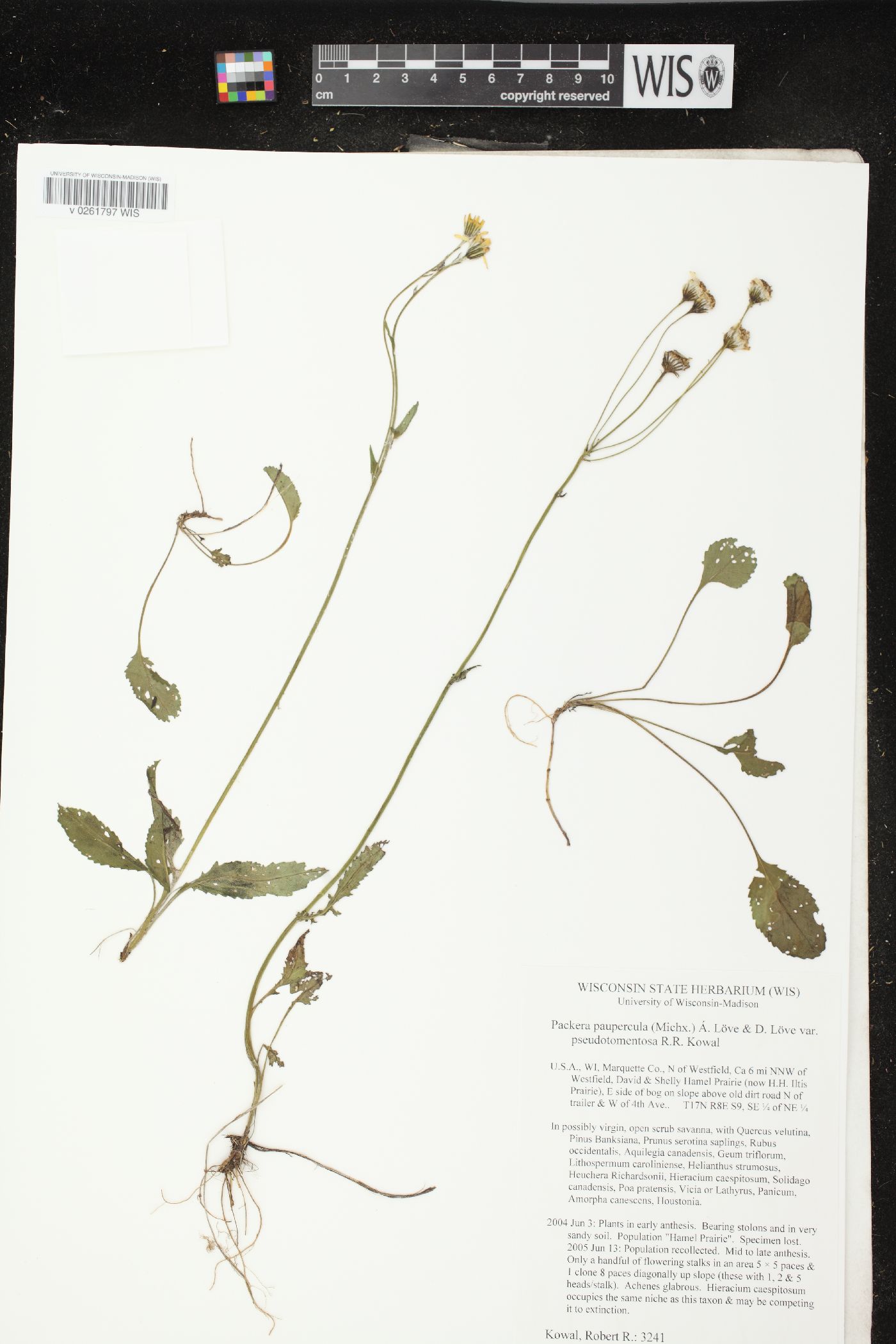 Packera paupercula var. pseudotomentosa image