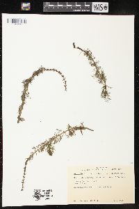 Myriophyllum verticillatum image