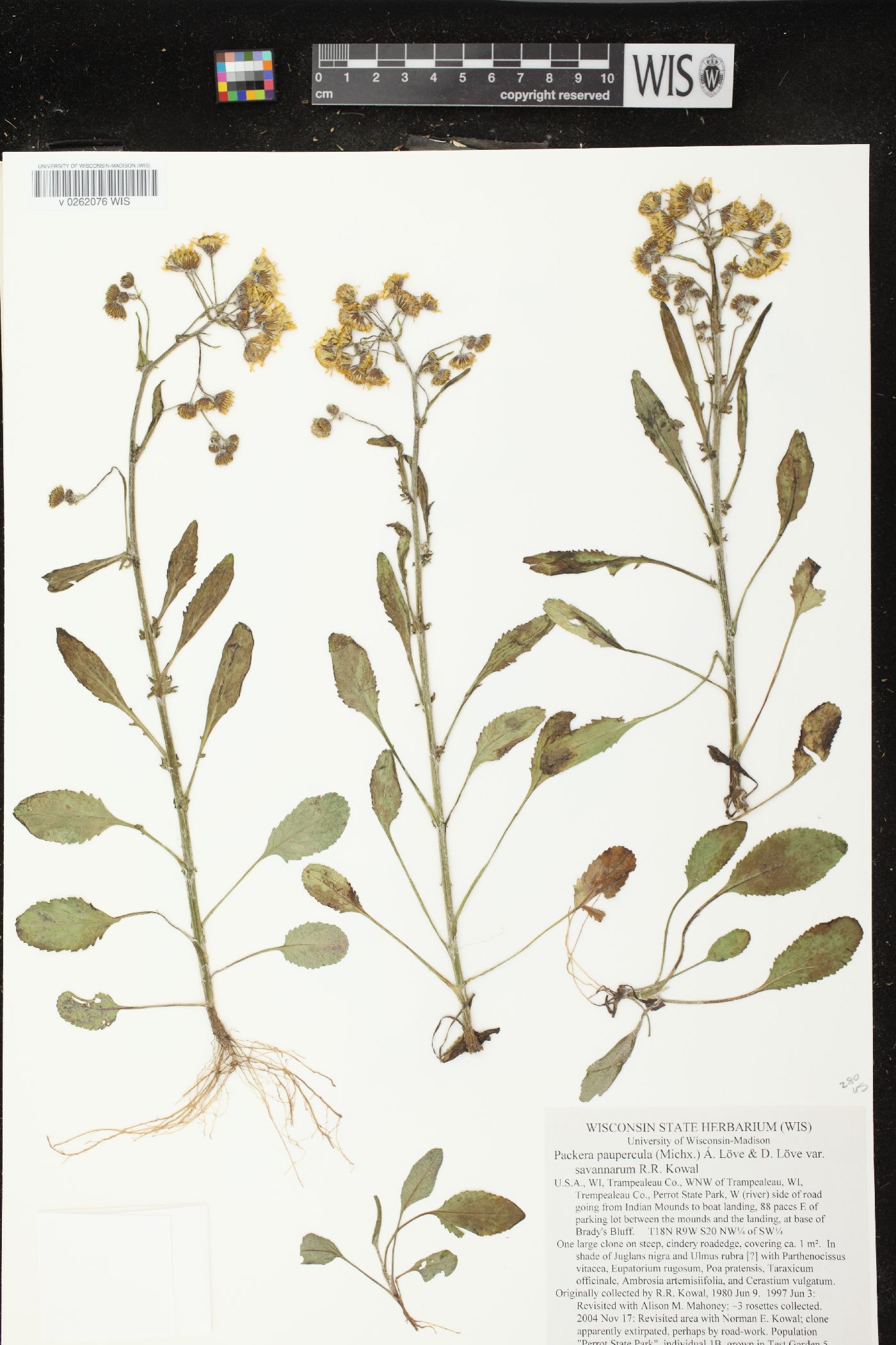 Packera paupercula var. savannarum image