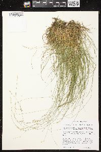 Carex brunnescens subsp. sphaerostachya image