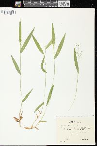 Dichanthelium acuminatum subsp. implicatum image