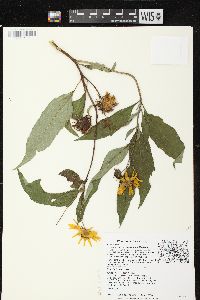 Helianthus grosseserratus image