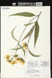 Helianthus grosseserratus image