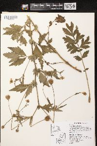 Geum aleppicum image