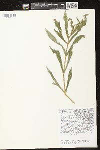 Physostegia virginiana subsp. virginiana image