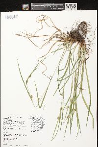 Carex grisea image