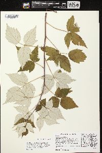 Rubus occidentalis image