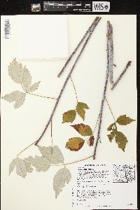 Rubus occidentalis image