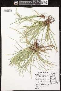 Carex pedunculata image