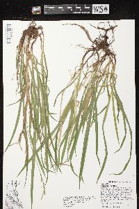 Carex hirtifolia image