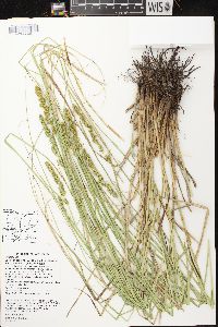 Carex annectens var. xanthocarpa image