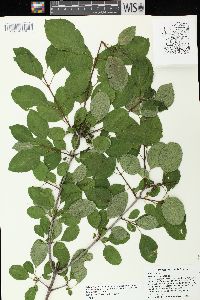 Rhamnus cathartica image