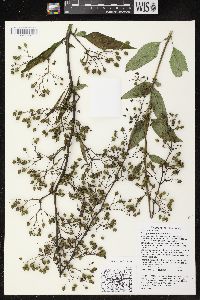 Scrophularia marilandica image