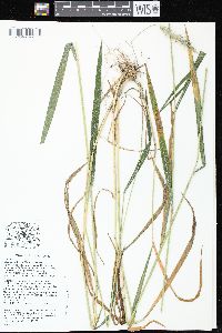 Elymus villosus image