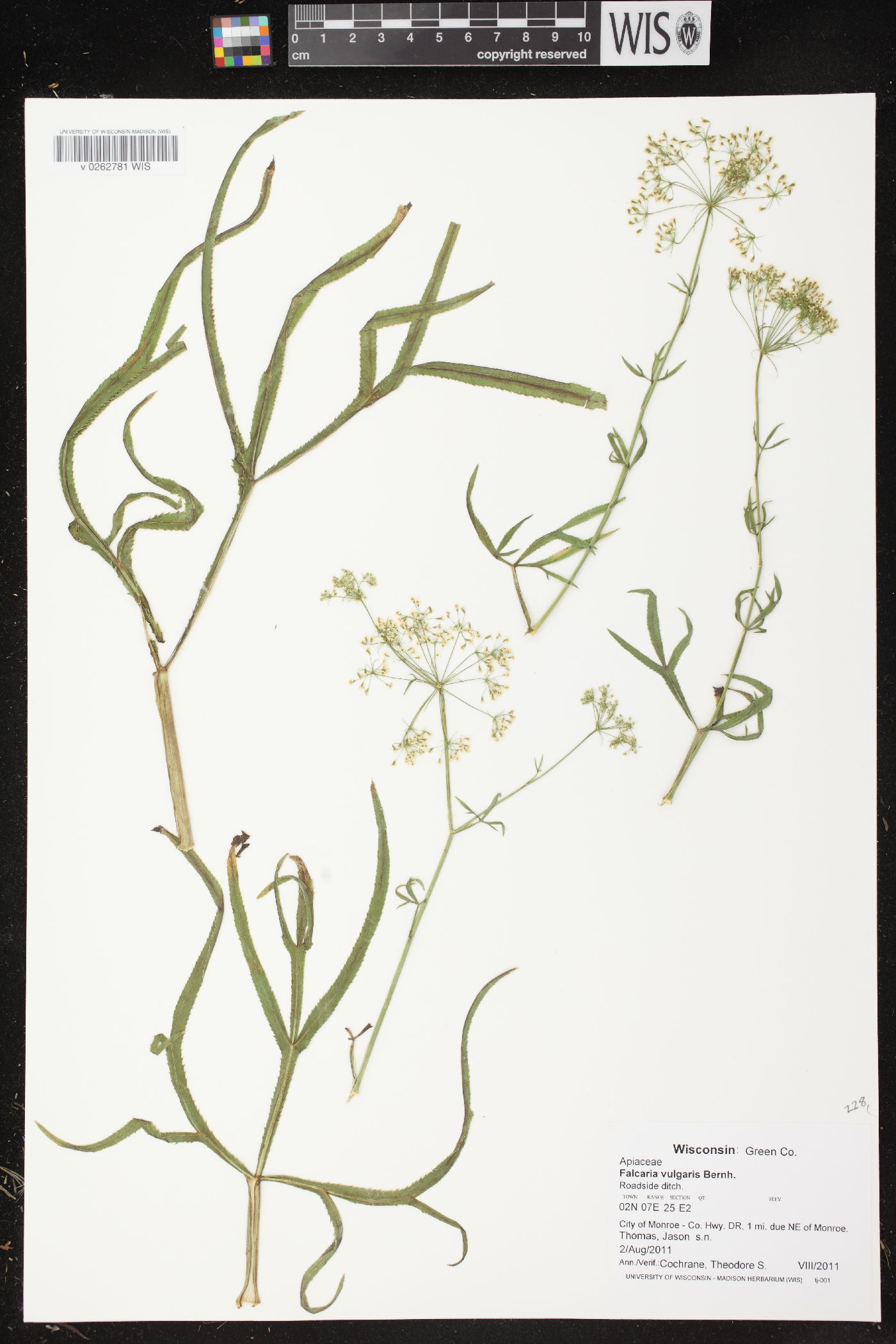 Falcaria vulgaris image