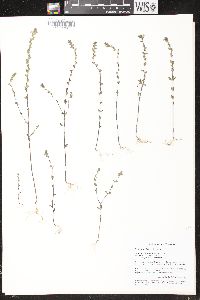 Euphrasia stricta image