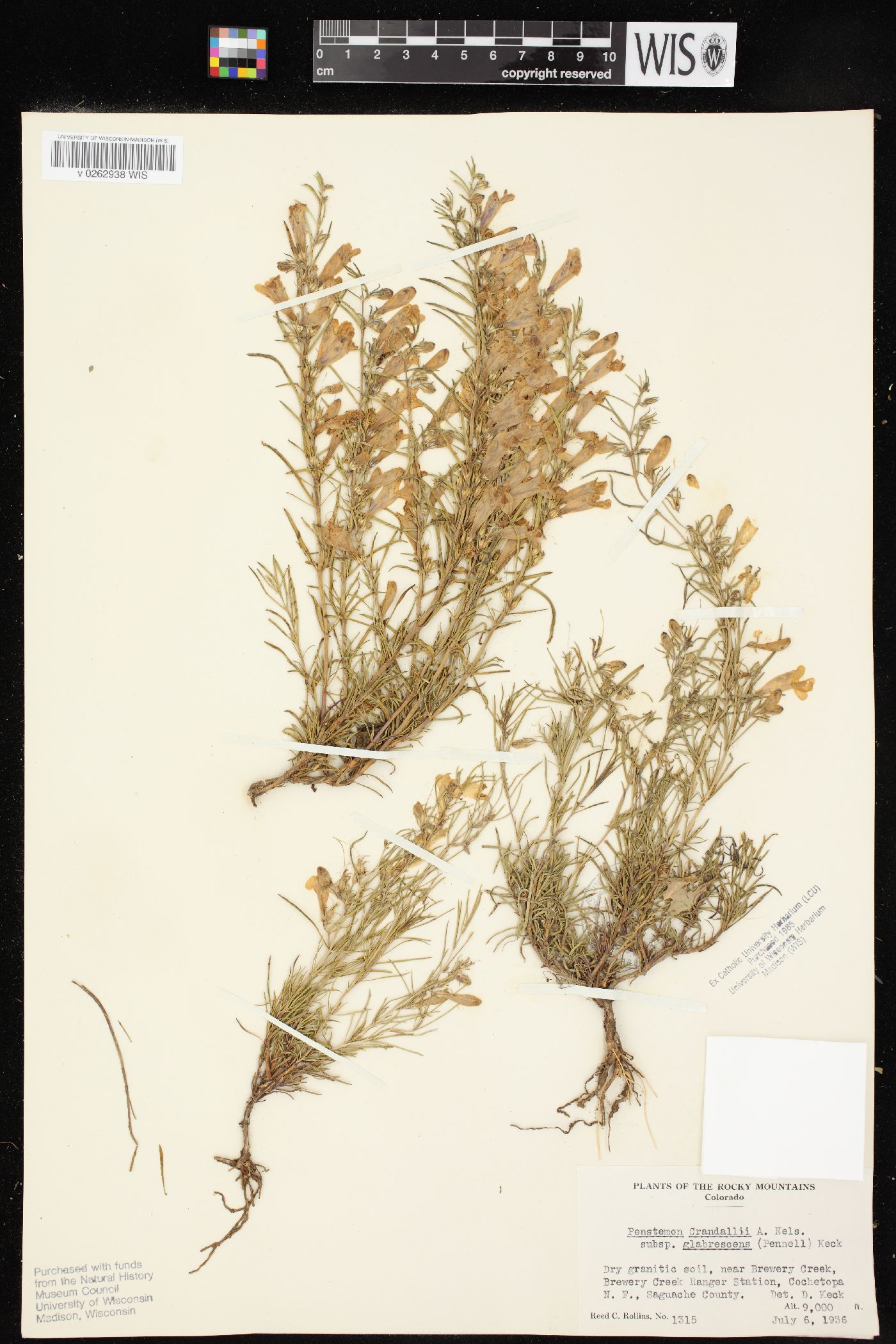 Penstemon crandallii image
