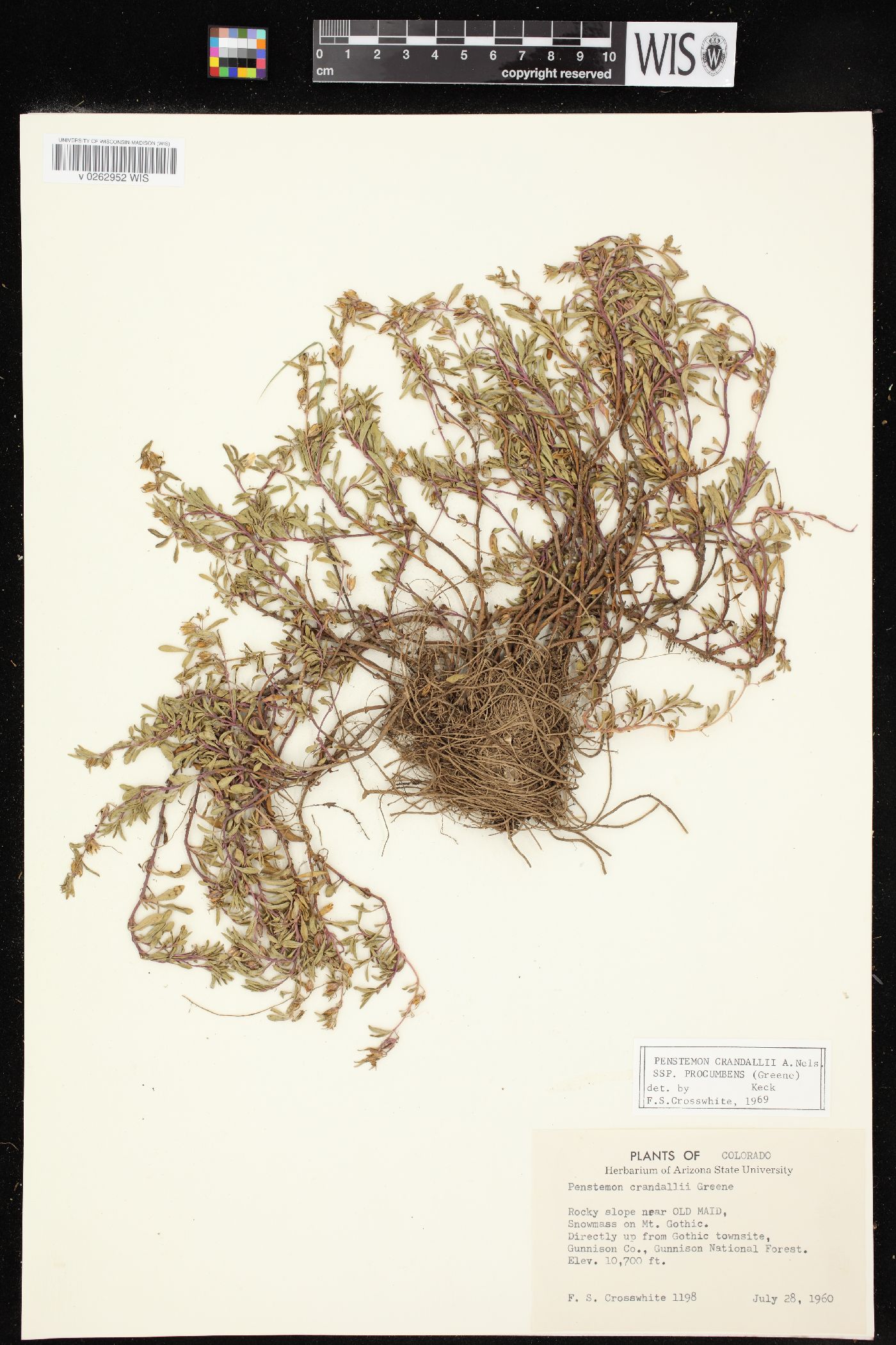 Penstemon crandallii var. procumbens image