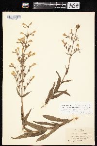 Penstemon canescens image