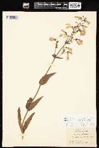 Penstemon canescens image