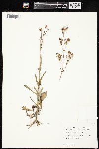 Penstemon laxiflorus image