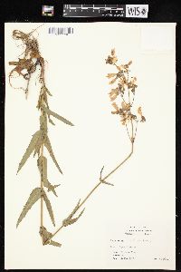 Penstemon laxiflorus image