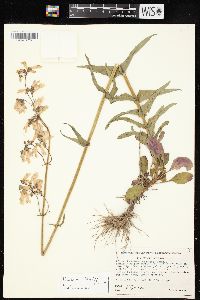 Penstemon laxiflorus image