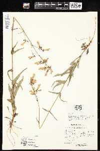 Penstemon laxiflorus image